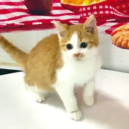 スコティッシュフォールド