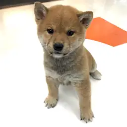 柴犬