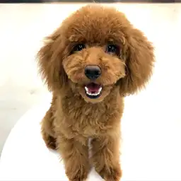 トイ・プードル