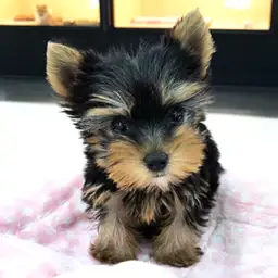 ヨークシャーテリア