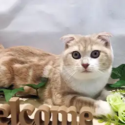 スコティッシュフォールド