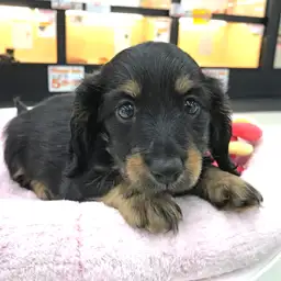 ミニチュア・ダックスフント