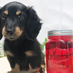 ミニチュア・ダックスフント