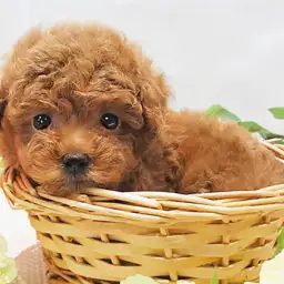 トイ・プードル