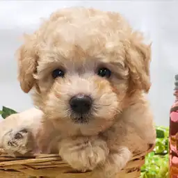 トイ・プードル