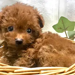 トイ・プードル