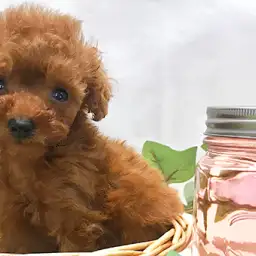 トイ・プードル