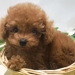 トイ・プードル