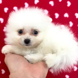 ポメラニアン