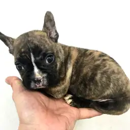 フレンチブルドッグ