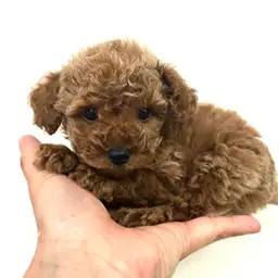 トイ・プードル