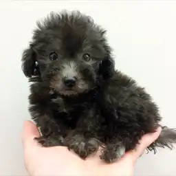 トイ・プードル