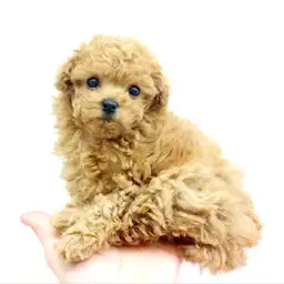 トイ・プードル