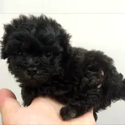 トイ・プードル