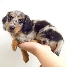 カニンヘン・ダックスフント