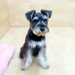 ミニチュア・シュナウザー