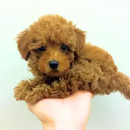 トイ・プードル