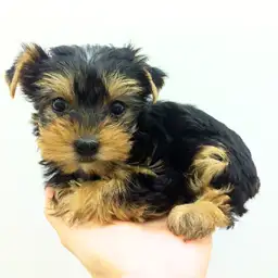 ヨークシャーテリア