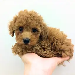 トイ・プードル