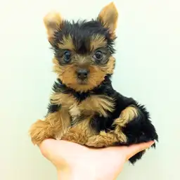 ヨークシャーテリア