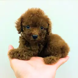 トイ・プードル