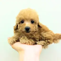 トイ・プードル