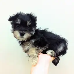 ミニチュア・シュナウザー