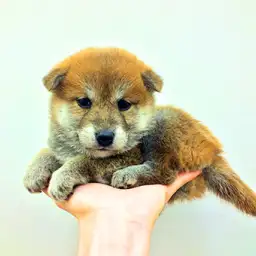 柴犬