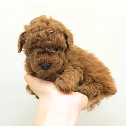 トイ・プードル