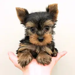 ヨークシャーテリア