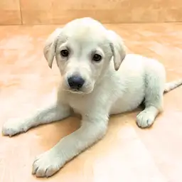 ラブラドールレトリバー