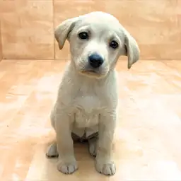 ラブラドールレトリバー