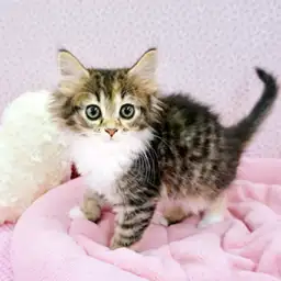 ノルウェージャンフォレストキャット