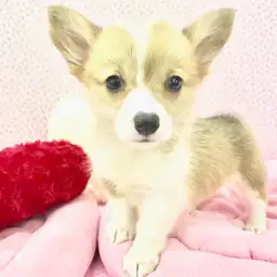 ウェルシュコーギーペンブローク