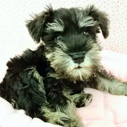 ミニチュア・シュナウザー