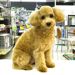 トイ・プードル