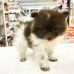 ポメラニアン
