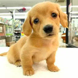 カニンヘン・ダックスフント