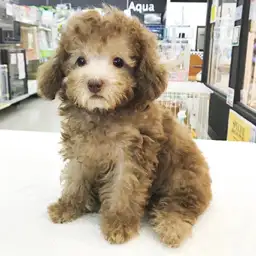 トイ・プードル