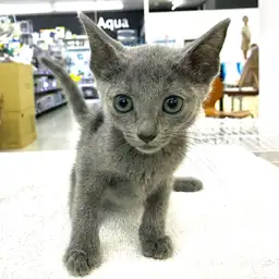 ロシアンブルー