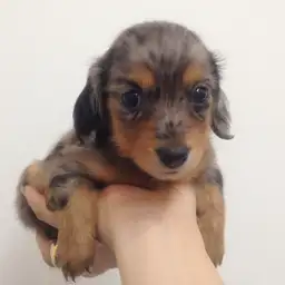 ミニチュア・ダックスフント