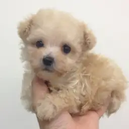 トイ・プードル