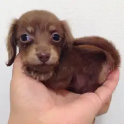 ミニチュア・ダックスフント