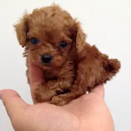 トイ・プードル