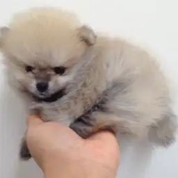 ポメラニアン