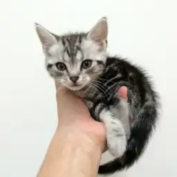 アメリカンショートヘア