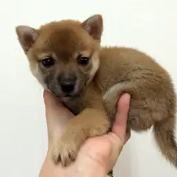 柴犬