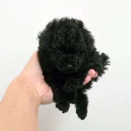 トイ・プードル