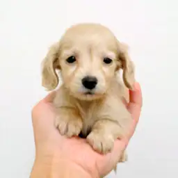 カニンヘン・ダックスフント