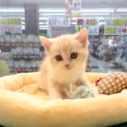 ブリティッシュショートヘア